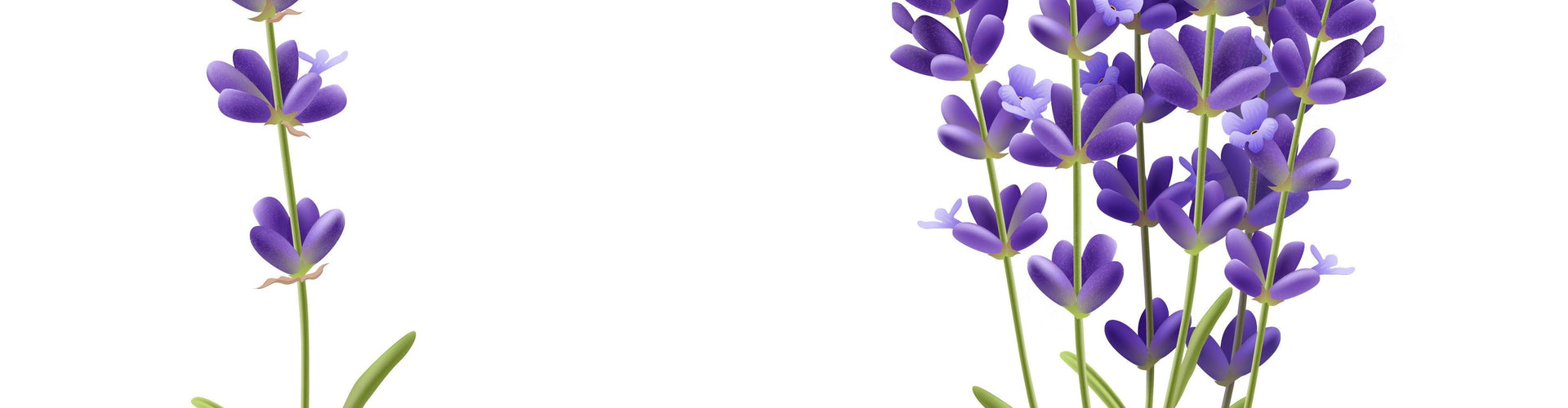 Lavendelolie voor het haar