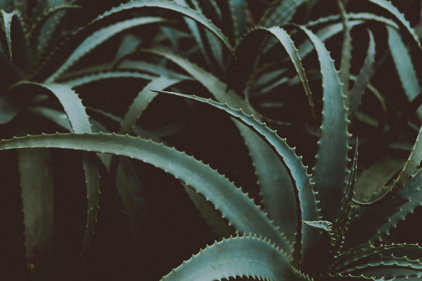 Aloe vera benefits for hair