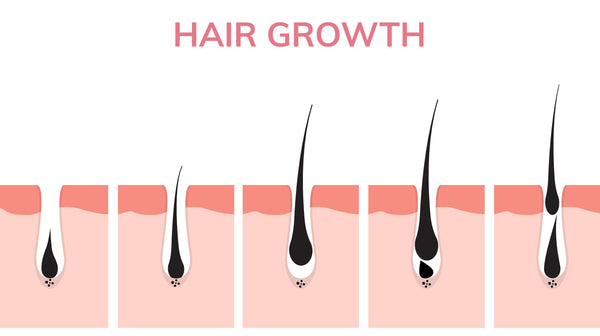 The hair growth cycle 