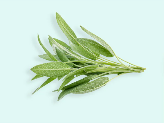 The benefits of Sage oil for hair growth