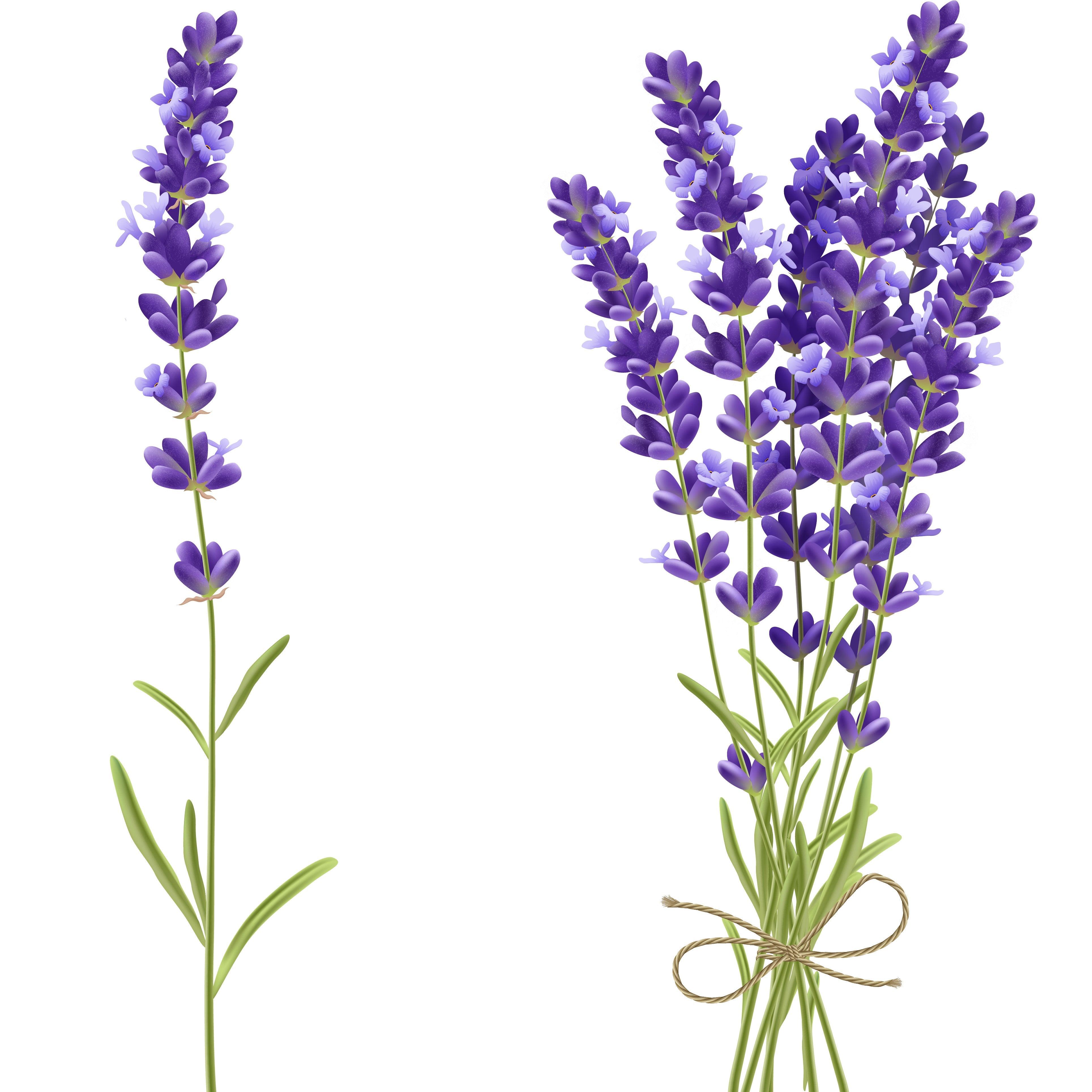 Lavender Oil For The Hair Benefits For Hair Growth Neofollics   C7d69a66191fa5d3971529576645d8d7 