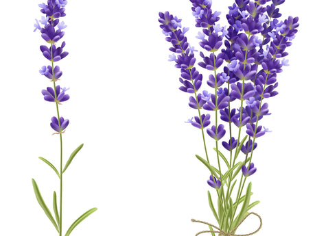 Lavender oil for the hair