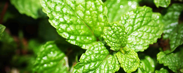 Peppermint oil for hair benefits